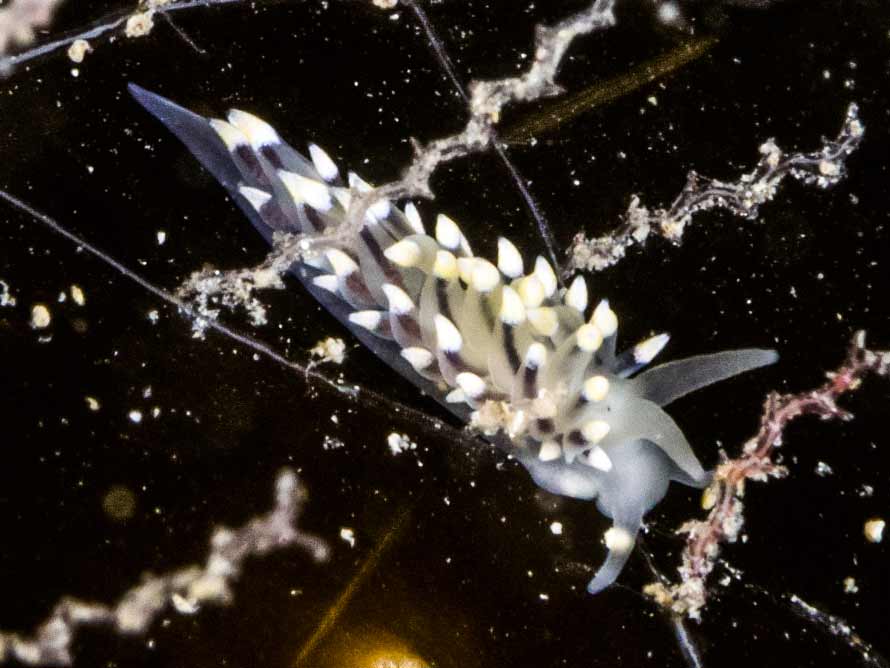 Eubranchus tricolor